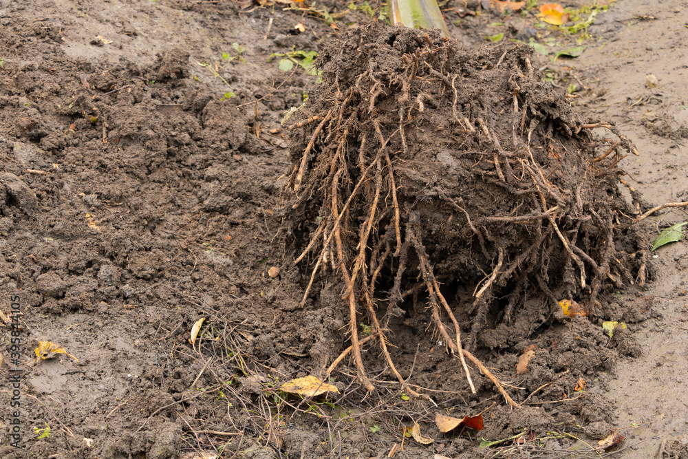 Fotka „Banana tree roots close up, planting banana tree in the garden ...