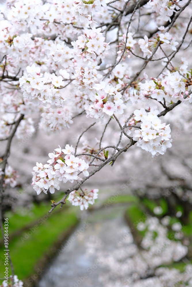 Obraz premium 川越 新河岸川の満開のさくら アップで撮影