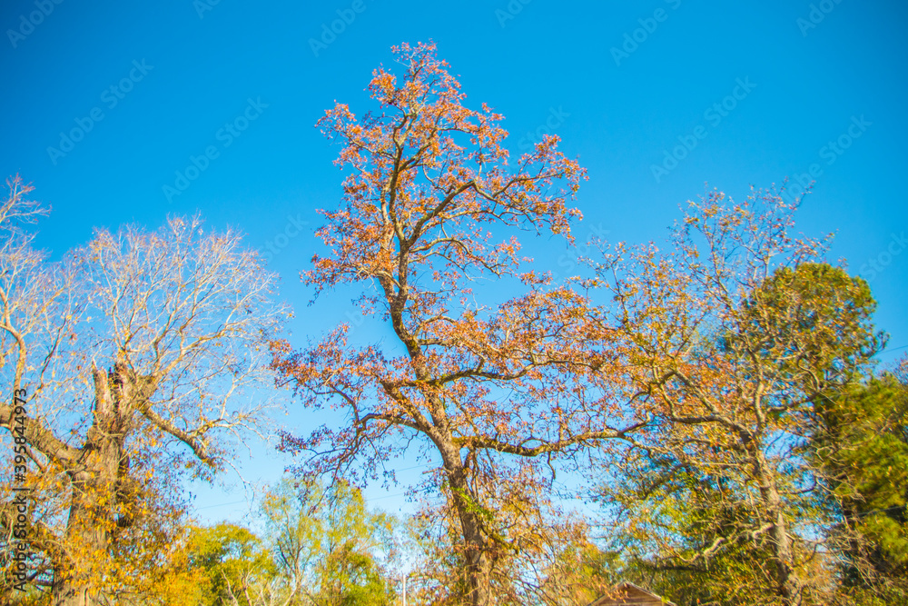 Colorful Fall tree line and blue sky in the Fall