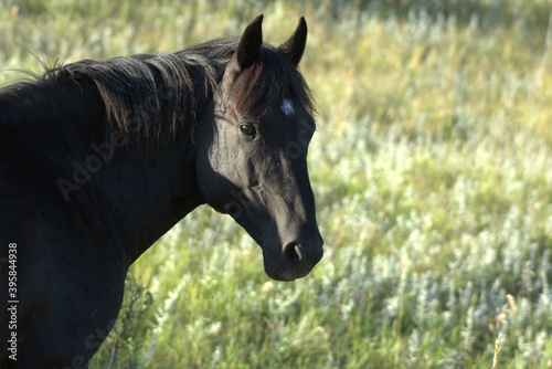 Fototapeta Naklejka Na Ścianę i Meble -  Wild Horses, portrait of a black horse with white star on forehead