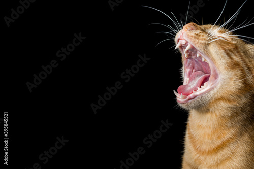 Ginger cat yawning on black background. Copy space