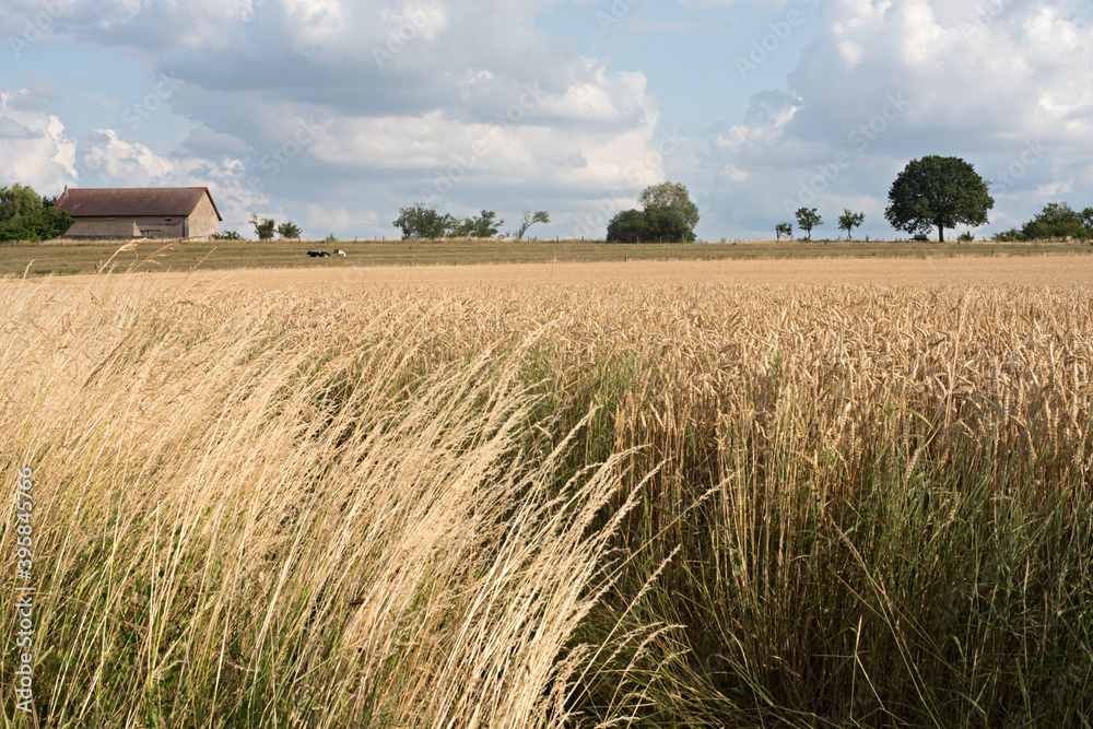 Fototapeta premium Landscape, Luxembourg