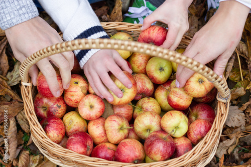 Hands grabbing apples from a basket. Autumn scene with apple basket on grass and fallen leaves.