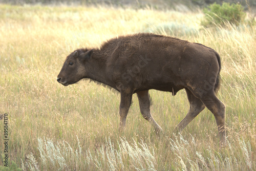 American bison, new born bison calf photo