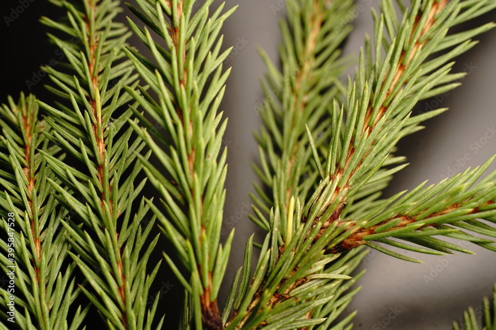 Christmas tree branch on a black background. Close. Dim lights. Christmas tree branch on a black background. Close. Dim lights.