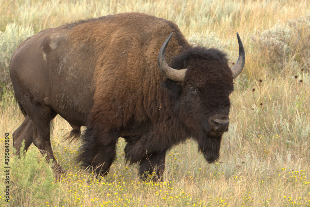 American bison, bison bull portrait in rut