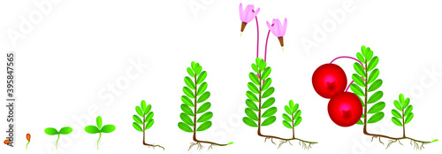Cycle of growth of a cranberry plant on a white background.
