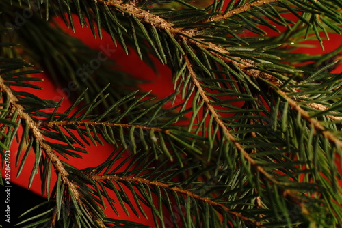 Christmas tree branch on a black background. Close. Dim lights.