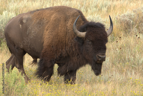 American bison, bison bull portrait in rut