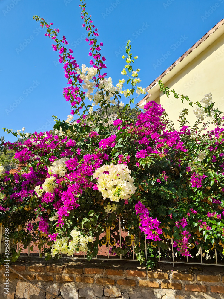 Fototapeta premium Pink and white flower tree hanging over wall