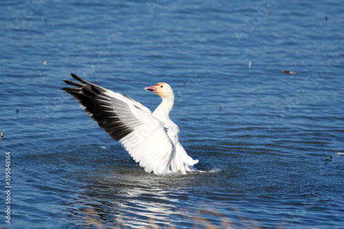 A snow goose opening its wings.    Richmond BC Canada
