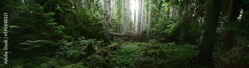 Pathway through the dark evergreen forest. Mighty pine, spruce, fir trees. Moss, fern, plants, tree logs. Atmospheric landscape. Pure nature, climate, seasons, rainforest. Panoramic view