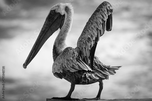 Quadro em tela Florida pelican standing on wooden rail balancing out gust winds