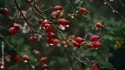 Wet rose hips after the rain. Close up of raindrops on wild berries. Cinematic color grading look. Shallow depth of field. Overcast moody natural background.