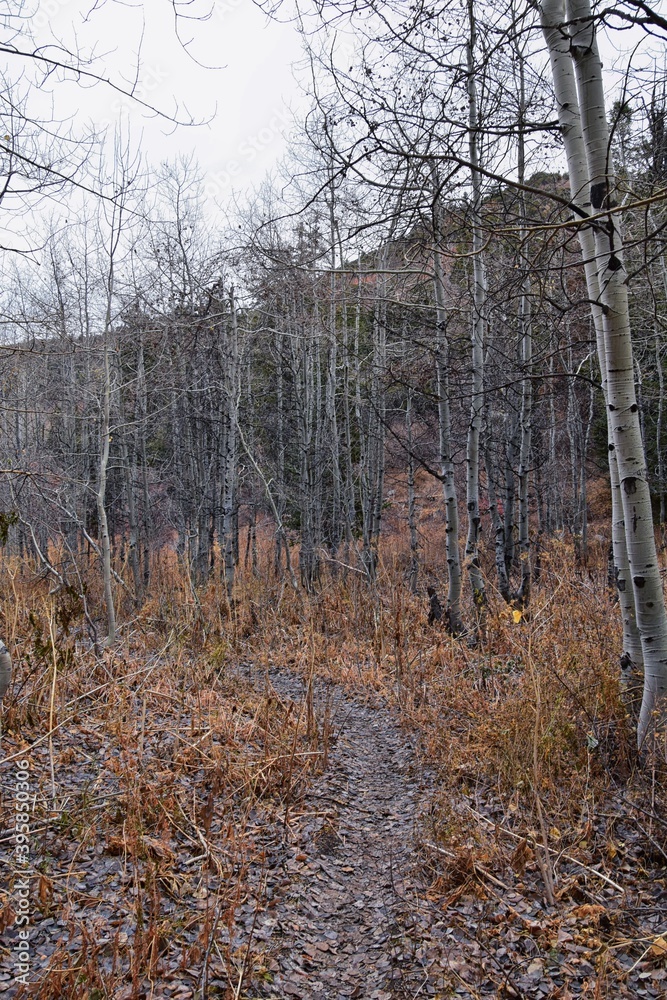 Fototapeta premium Slide Canyon hiking trail fall leaves mountain landscape view, around Y Trail, Provo Peak, Slate Canyon, Rock Canyon, Wasatch Rocky mountain Range, Utah, United States. 
