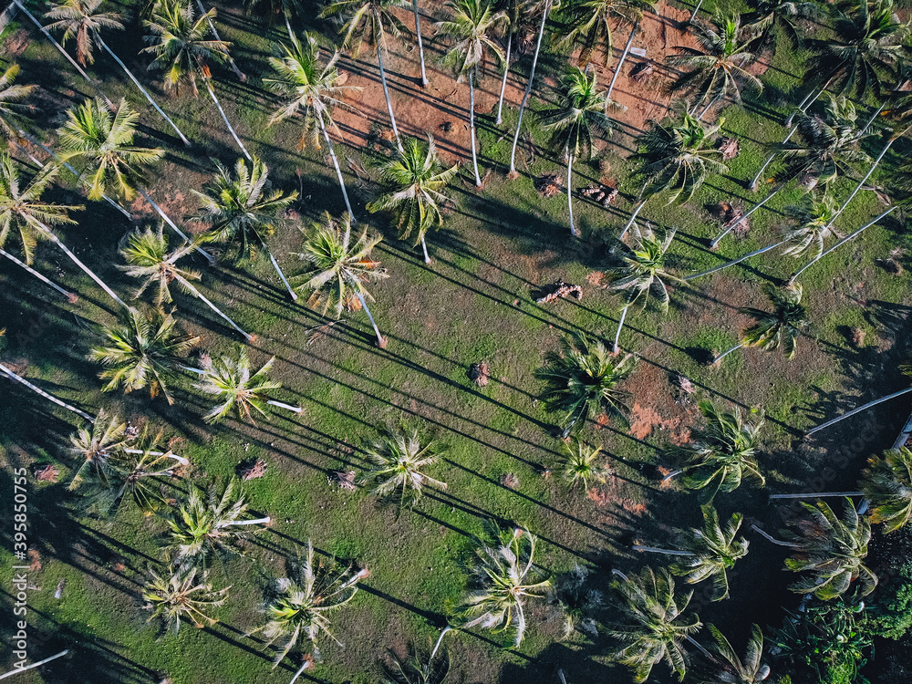 There are beautiful tall palm trees, tropical landscape, aerial view, background There are beautiful tall palm trees, tropical landscape, aerial view, background