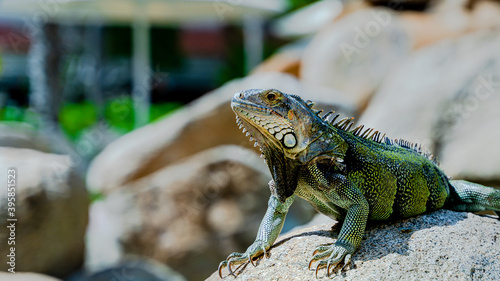 iguana on a rock