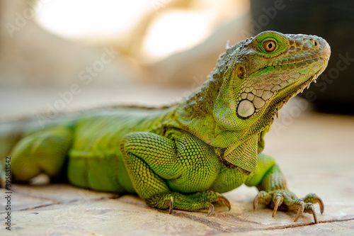 Iguana 
