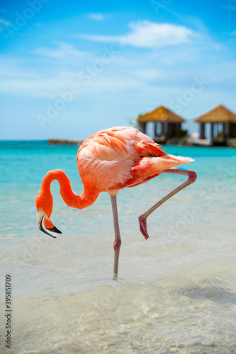 FLAMINGO ON ONE FOOT