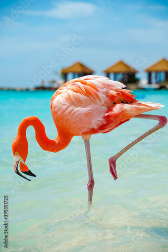 FLAMINGO ON ONE FOOT