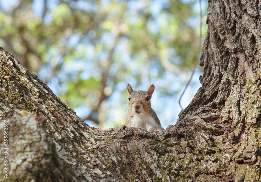 Portrait of a cute squirrel in the forest on a tree Portrait of a cute squirrel in the forest on a tree