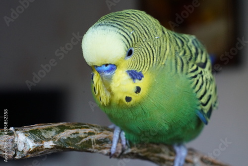 Yellow-green budgie sitting on a branch. Indoors. Close up.