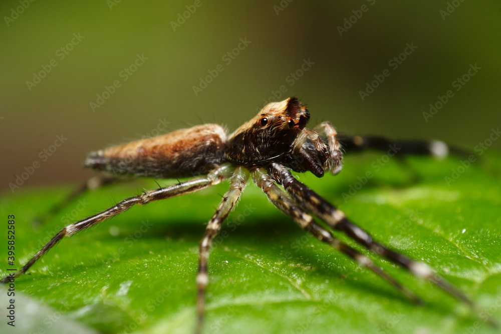 Bronze Jumping Spider (Helpis minitabunda) Bronze Jumping Spider (Helpis minitabunda)