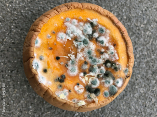 Rotten pumpkin. Mold on vegetables. Rotten product. Spoiled food. Rotten vegetable. Pumpkin with mold. Mold fungus. Broken the surface of the pumpkin. A product that has been affected by mold. photo