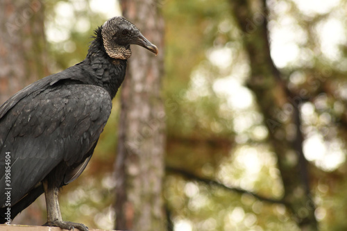 Close Up Black Vulture in the Wild Woods Tree Background Large Birds of Prey Carnivorous Animals in Natural Habitat South America North America and Central America Wildlife Bird Watching Ornithology