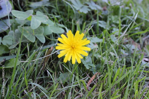 Yellow dandelion in the lawn