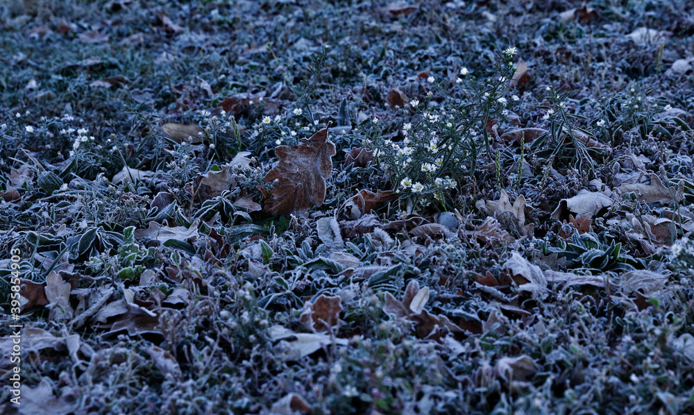 Fototapeta premium Projectinitself 