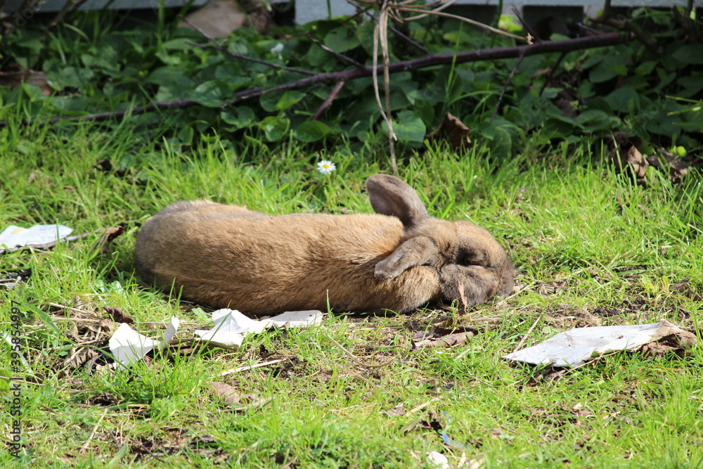 Brown mini lop rabbit resting on the grass Brown mini lop rabbit resting on the grass