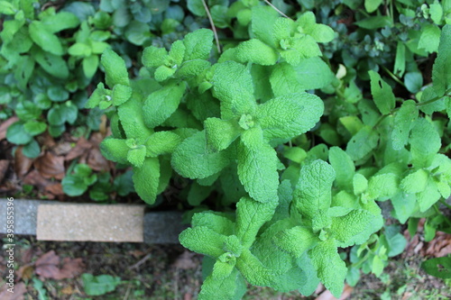 Mint plant with green leaves