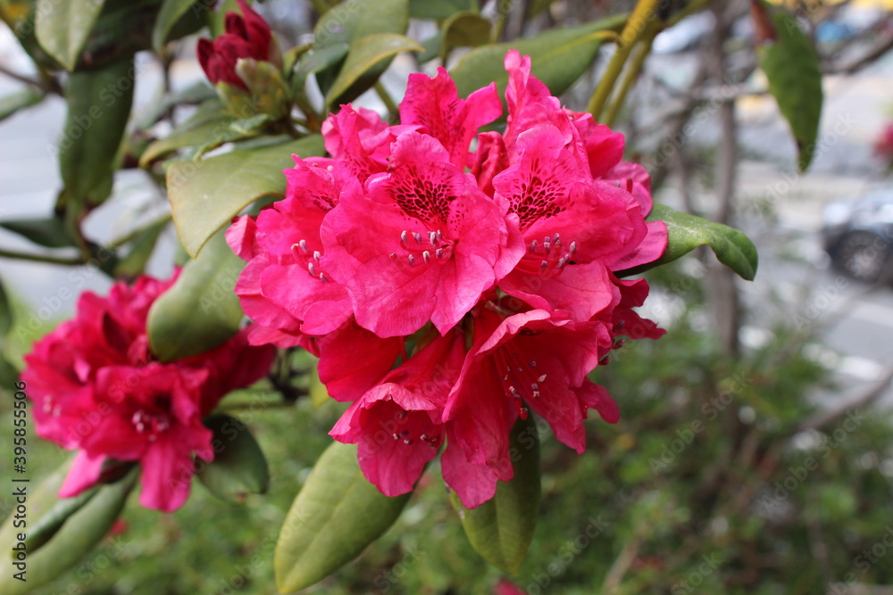 Obraz premium Red rhododendron