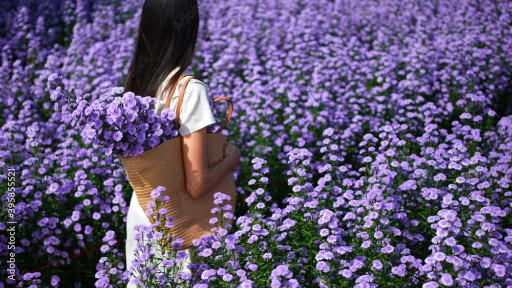 Happy young Asian woman walking in beautiful nature of purple marguerite daisy flowers field in springtime. Pretty girl using hand touching and stroking fresh purple blossom plant in flower garden.