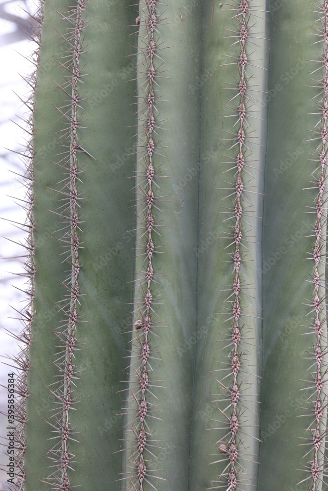close up of cactus close up of cactus
