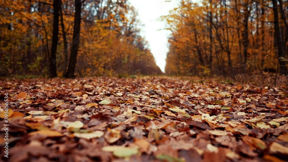 Autumn nature in the forest. Camera moving forward through falling orange leaves on ground. Gimbal shot, slow motion. Fall landscape