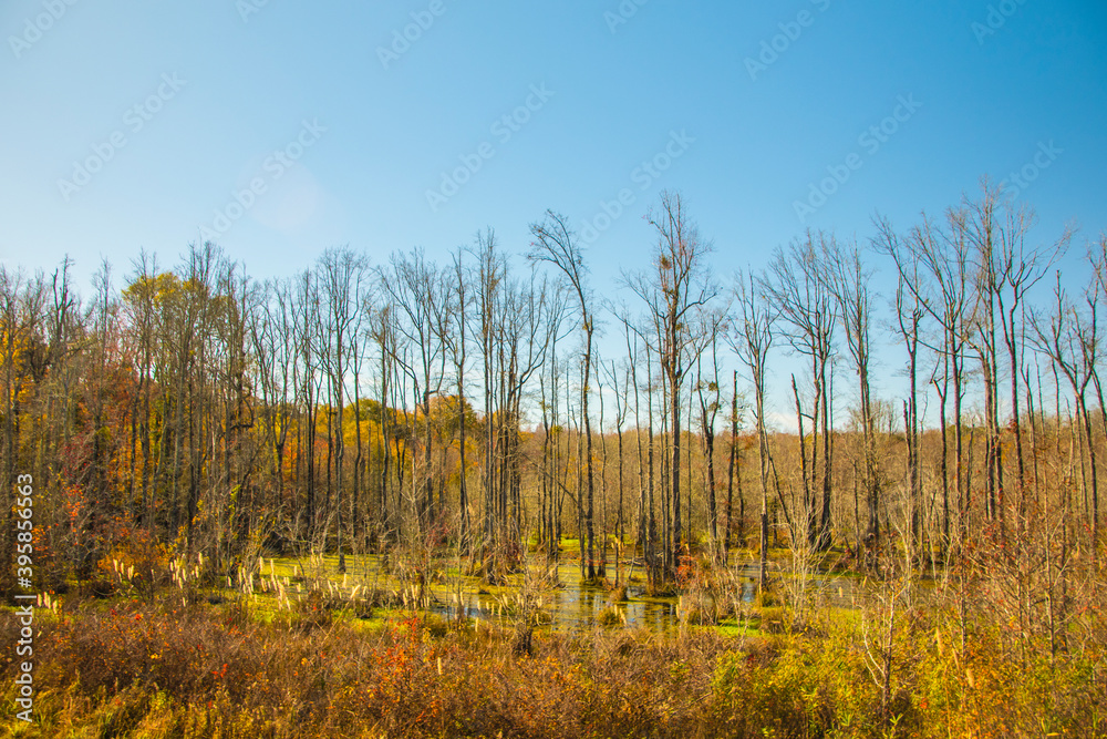 Fototapeta premium A colorful swampy marsh and trees in the Fall blue sky