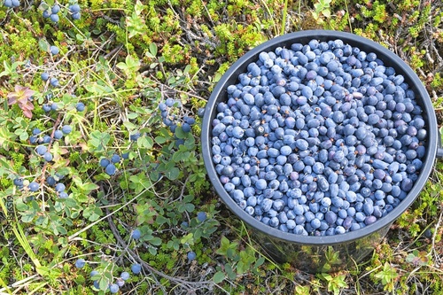 Bucket with fresh blueberry harvest.