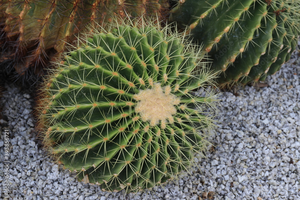 close up of cactus close up of cactus