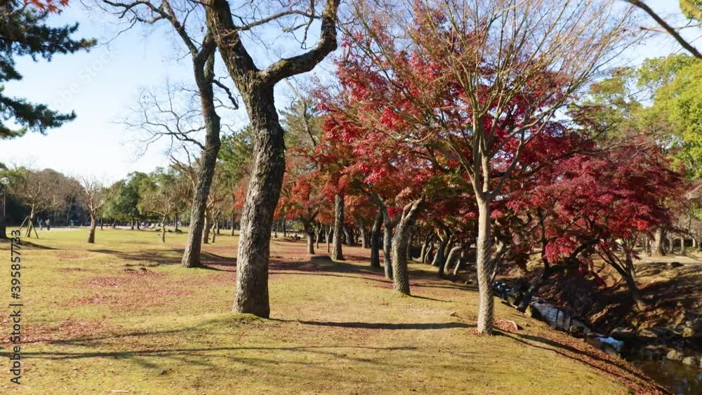 奈良公園の紅葉