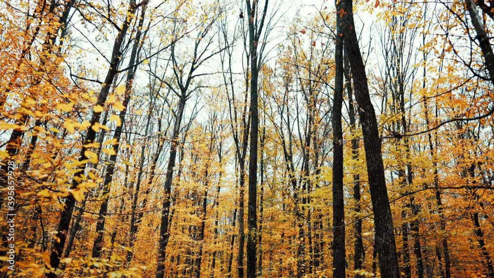 Autumn nature in the forest. Trees with orange foliage. Gimbal shot, slow motion. Fall landscape Autumn nature in the forest. Trees with orange foliage. Gimbal shot, slow motion. Fall landscape