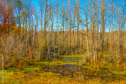 A colorful swampy marsh and trees in the Fall in Georgia reds and greens
