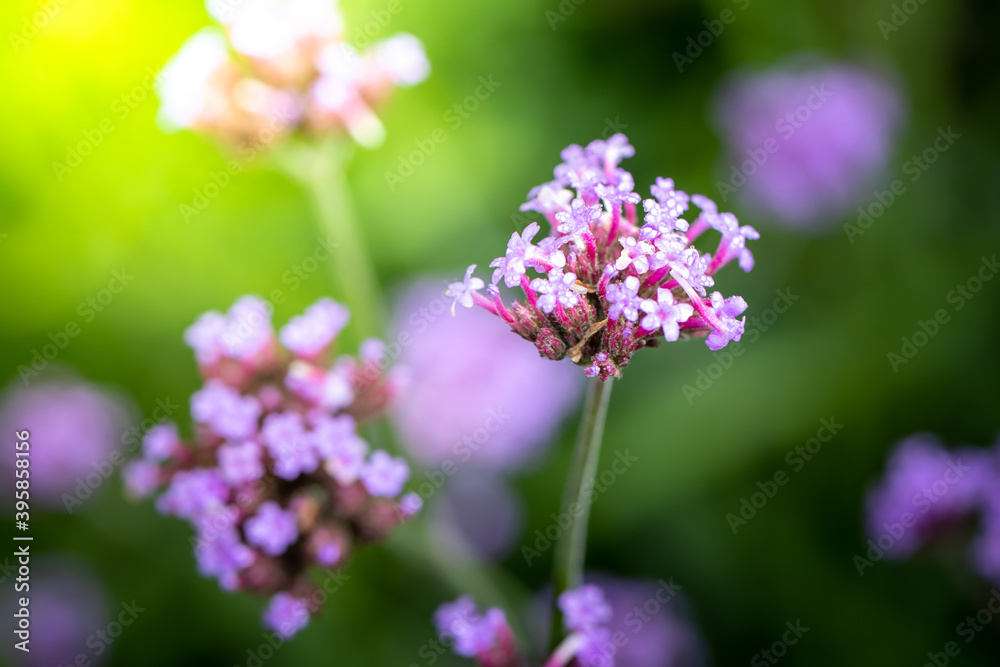 The background image of the colorful flowers