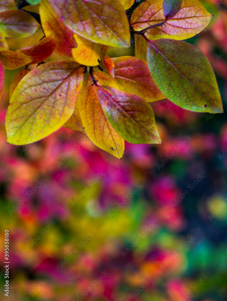 Obraz premium bright autumn background leaves and fruits of chokeberry Bush. High quality photo