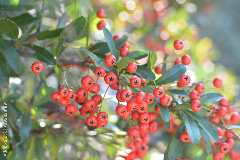 Obraz premium 南天の赤い実