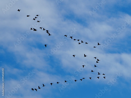 canada geese flight pattern in fall