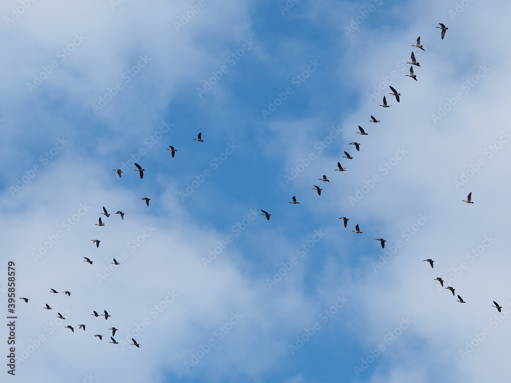canada geese flight pattern in fall