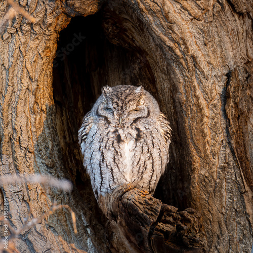 Принти на полотні Eastern screech owl grey morph roosting in tree cavity