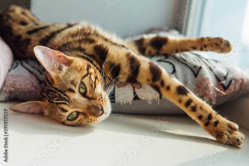 Cute golden bengal kitty cat laying on the pillow and relaxing.